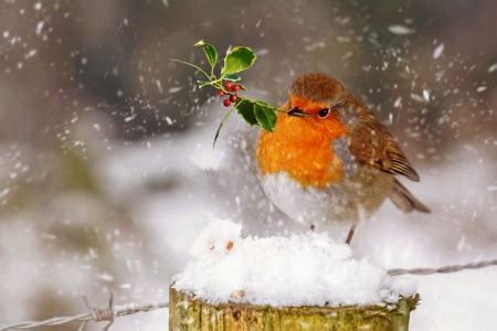 Christmas robin - Birds & Animals Background Wallpapers on Desktop Nexus (Image 1896609)