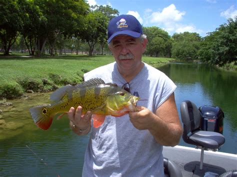 Peacock Bass Fishing: Florida Peacock Bass Fishing