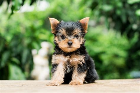 17 Too-Cute Teacup Dog Breeds with Pictures | Reader's Digest