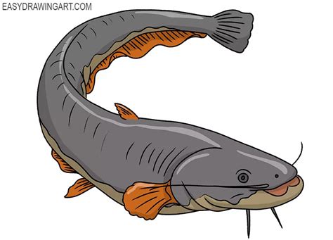 How to Draw a Catfish - Easy Drawing Art