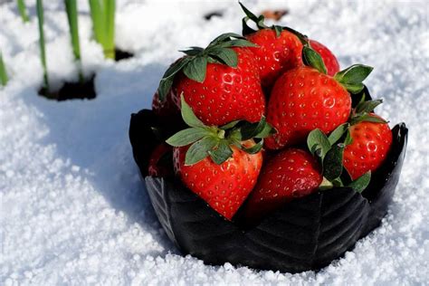 Free picture: snow, food, winter, fruit, strawberry, sweet, dessert