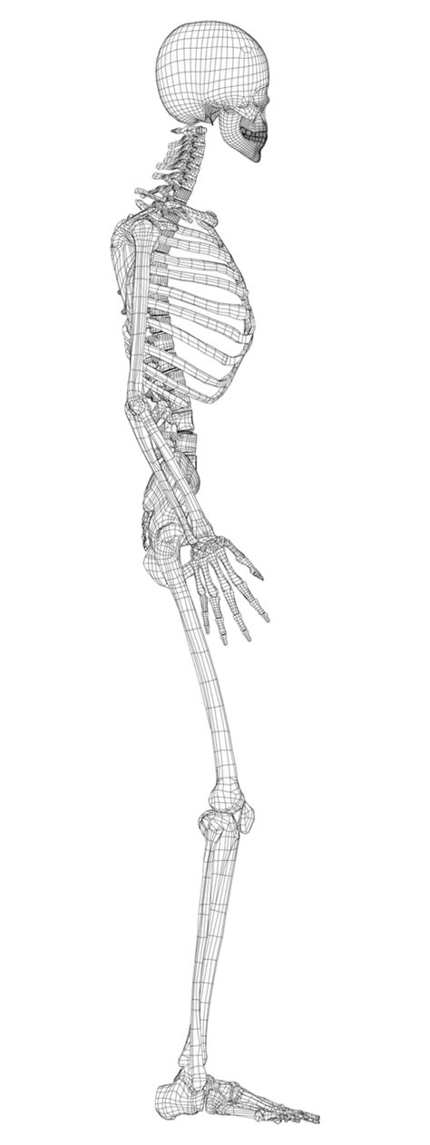 Human Skeleton Vector Board Graphic Didactic Vector, Board, Graphic, Didactic PNG and Vector ...