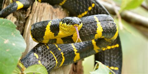 Best Arboreal Pet Snakes For Beginners