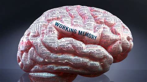 Working Memory and a Human Brain Stock Illustration - Illustration of ...