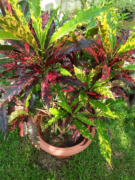 3+ Ways For Croton Propagation [With After Care]