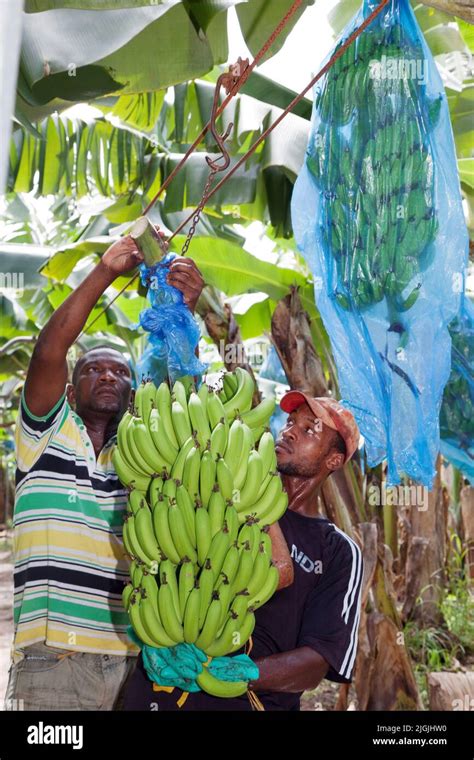 Jamaica,harvesting bananas in the plantation of Jamaica Producers Group ...