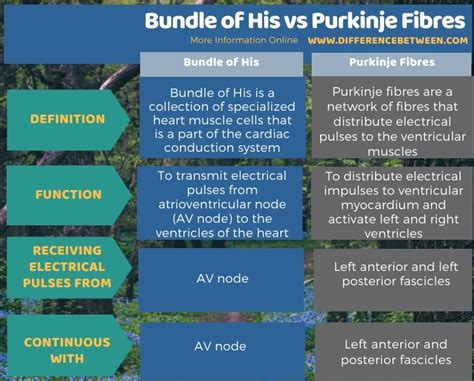 Difference Between Bundle of His and Purkinje Fibres | Compare the Difference Between Similar Terms