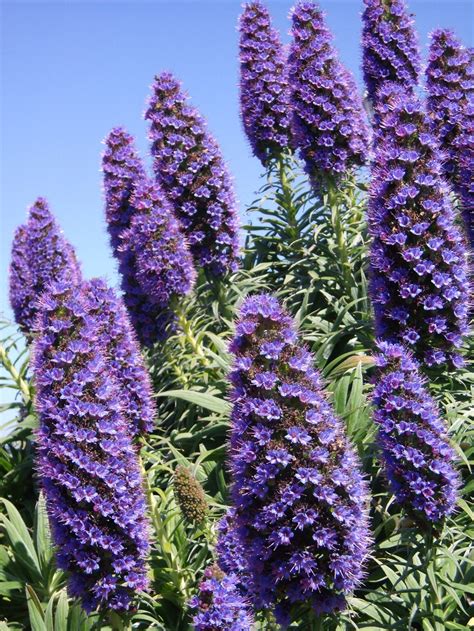 Purple cone plant | Floral Beauties | Pinterest