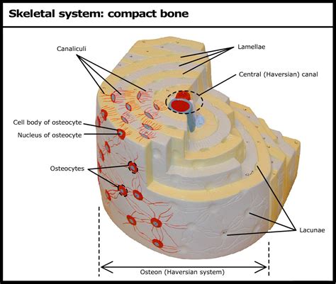 Skeletal system: compact bone