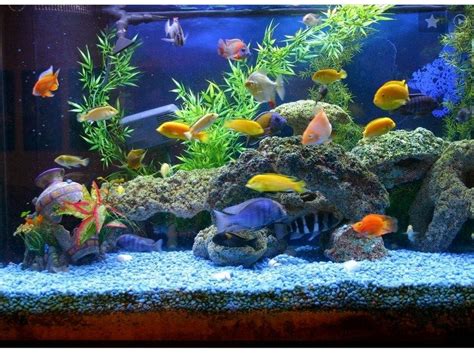 Cara Desain Hiasan Aquarium Untuk Ikan Koki yang Baik dan Sesuai Standar Perawatan