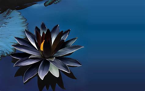 Black lotus flower plant seed ( Pack of 8 Seeds ) - Bonsai Plants Nursery