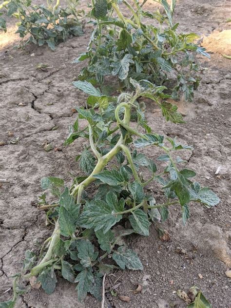 Dicamba Herbicide Updates and New Resources Stephen L. Meyers and Bill Johnson | Purdue ...