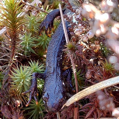 Northern Crested Newt - Triturus cristatus - Observation.org