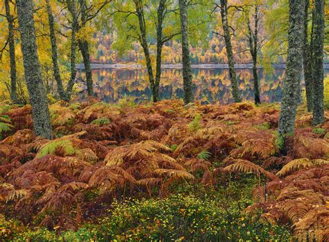 Autumn Parting Glen Affric | Glen Affric, Highlands, Scotland ...