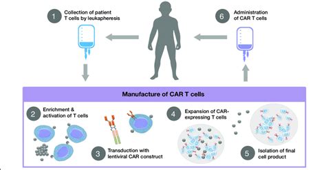 Car T Cell Mechanism