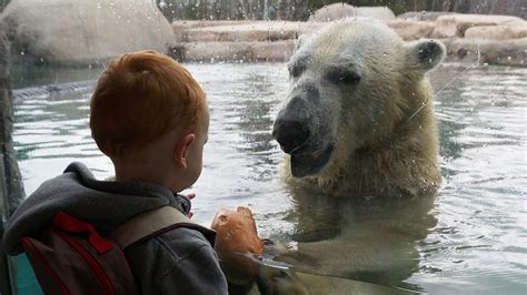 Cochrane Polar Bear Habitat | Tourism Cochrane