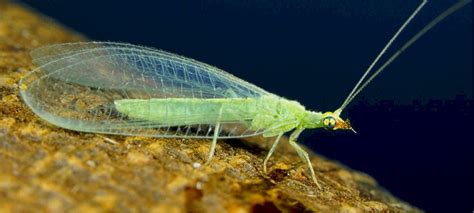 How to Buy Green Lacewings