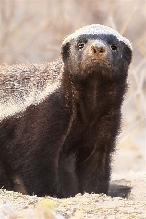 Honey Badger Houdini Finds Ways To Escape From Every Enclosure [Video] Kids Activities Blog