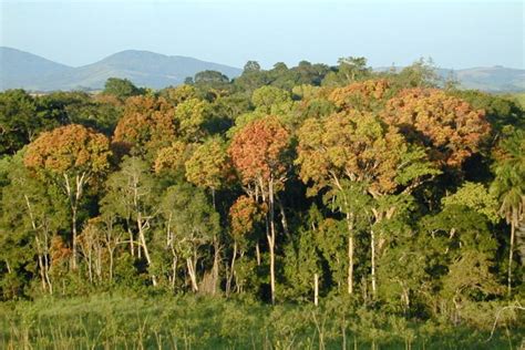 Forest_Gabon_NASA - Nouvelles de l'environnement