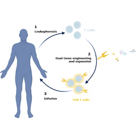 How TCR-T cell therapy works - Pan Cancer T