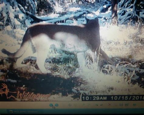 Mountain Lion Trail Cam Photos – KELOLAND.com