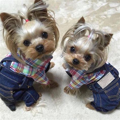 Pin by Mickie McCord on Animals | Yorkie, Yorkie dogs, Cute puppies