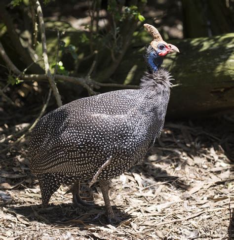 Pictures and information on Helmeted Guineafowl