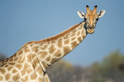 Southern Giraffe Giraffa Photograph by Panoramic Images - Fine Art America