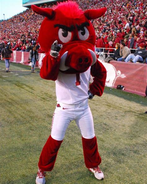 Big Red, Arkansas Razorbacks mascot. | Arkansas razorbacks, Arkansas razorbacks mascot, Mascot