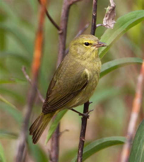 Orange-crowned Warbler - eBirdr