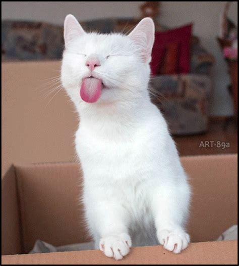 ARTistic Cat GIF • Na-Na-Na-Na! Arrogant white Cat sticking her tongue out | Katzen lustige ...