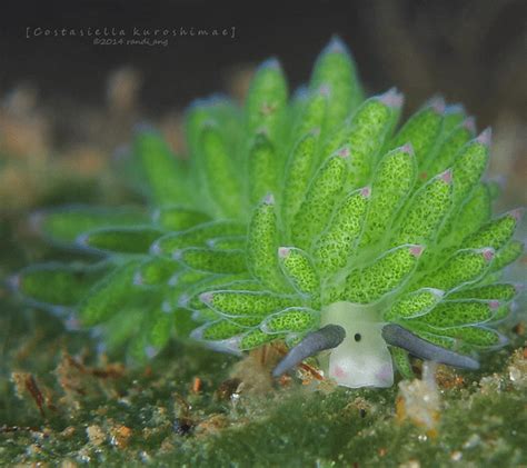 Leaf Sheep Facts: They Photosynthesize Like Plants and Glow in the Dark - ODD FACTS