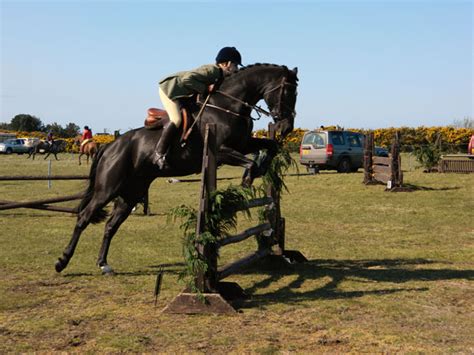 Horse Jumping Free Stock Photo - Public Domain Pictures