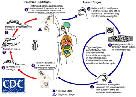 Life Cycle of Trypanosoma cruzi in the Invertebrate and the Vertebrate Hosts | IntechOpen