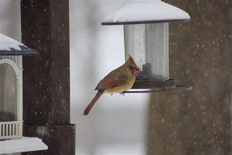 Female Cardinal Feeding - Free photo on Pixabay - Pixabay