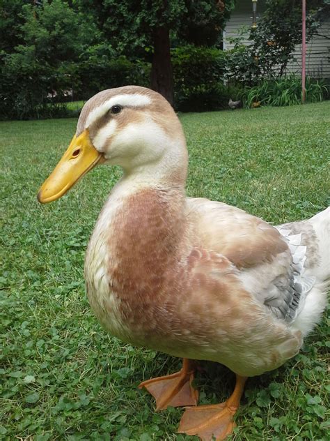 Saxony duck, male or female? | BackYard Chickens - Learn How to Raise ...