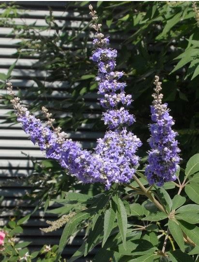 Vitex (Texas Lilac)