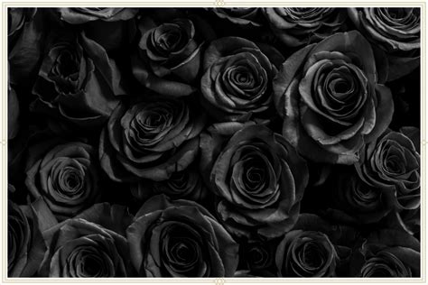 What is the Meaning of Black Roses? | ProFlowers