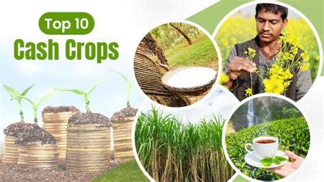 Top 10 Cash Crops in India - List of Best Commercial Crops