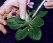 African violets: Propagating chimeras – violetbarn