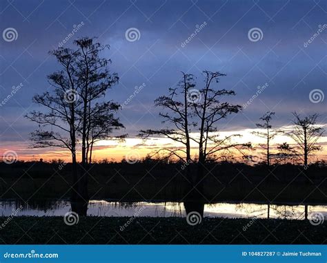 Cypress Trees at Sunset in the Swamp Stock Image - Image of green, florida: 104827287