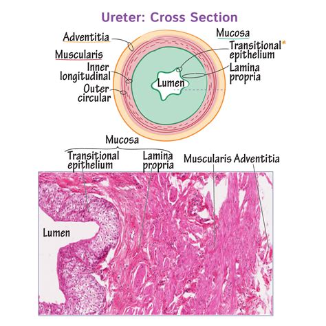 Histology Glossary: Ureter | ditki medical & biological sciences