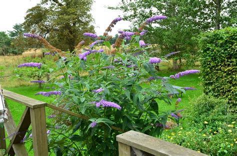 How to Plant Butterfly Bush in Your Garden (Tricks to Care!)