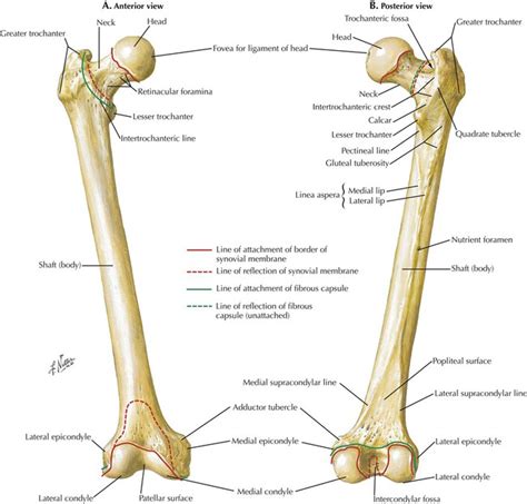 Adductor Tubercle Of Femur