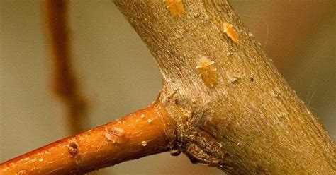 Tree-killing insects thriving in warmer cities