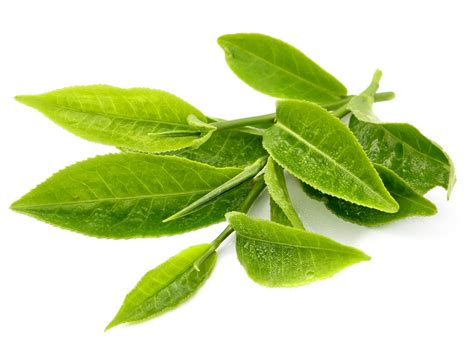 Green Tea Leaf Camellia Sinensis Leaf Extract - Bio-Botanica