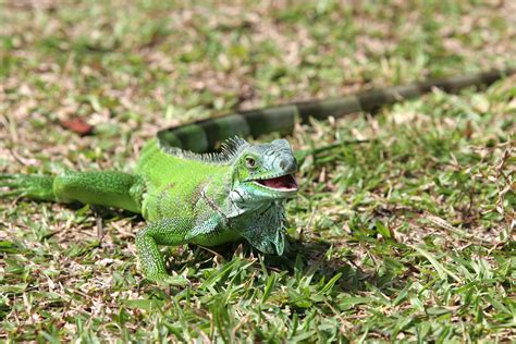 File:Green-iguana-iguana.jpg - Wikimedia Commons