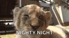 Lion Sleep GIFs | Tenor