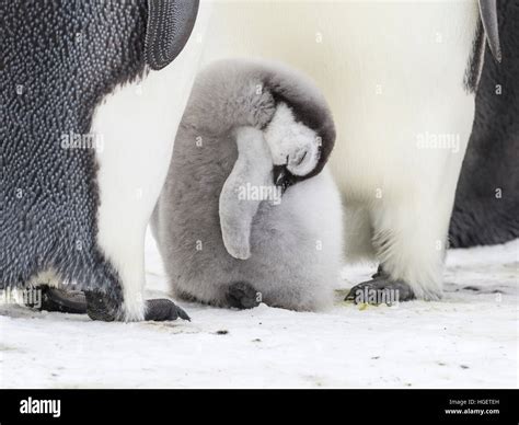 Emperor penguin hi-res stock photography and images - Alamy