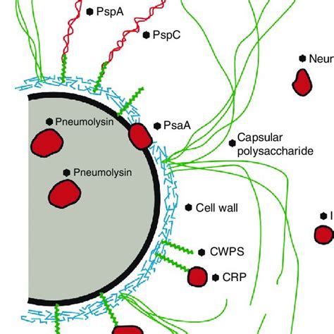 Streptococcus Diagram